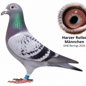 Harzer Roller Männchen – DKB Beringt 2026