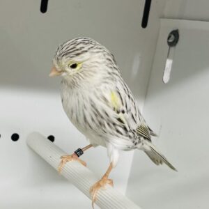 Achat Topas gelb Mosaik Weibchen