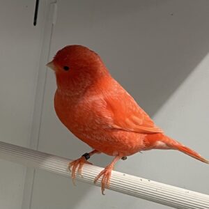 Lipochrom red Frost