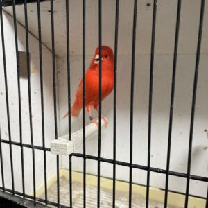 Lipochrom rot intensiv male