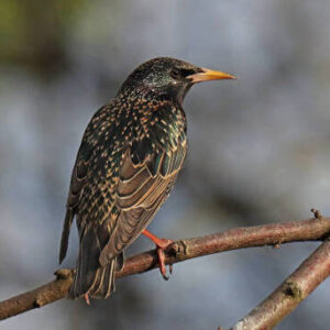 European Starling (Sturnus vulgaris) – Healthy Adult Bird