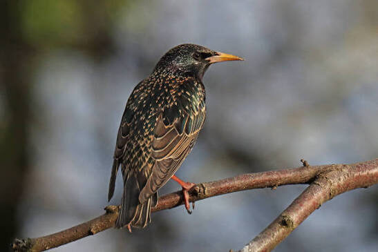 European Starling (Sturnus vulgaris) – Healthy Adult Bird