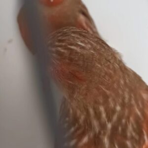 Feo Rot Mosaik